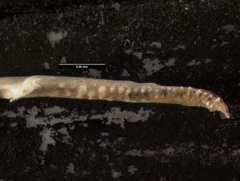 Media type: image;   Herpetology R-140032